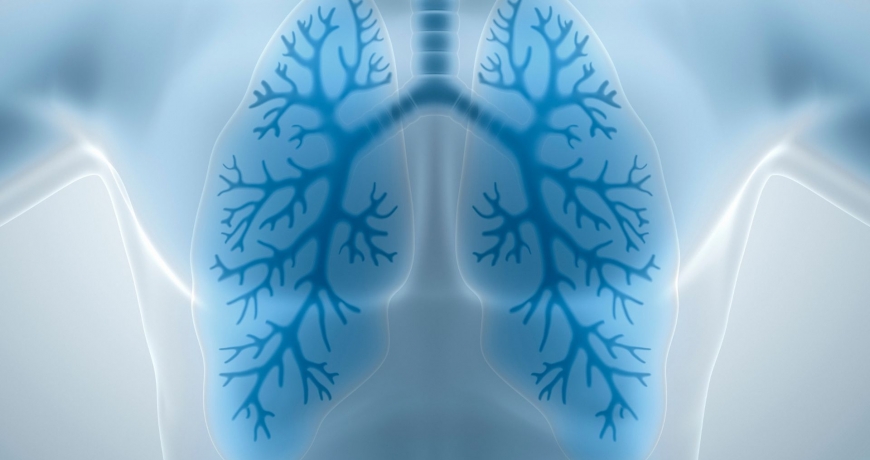 Płuca i ich budowa wraz z drogami oddechowymi na wizualizacji.