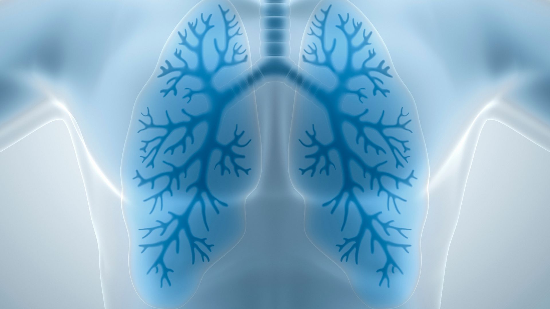 Czym są płuca i jak wygląda ich budowa?